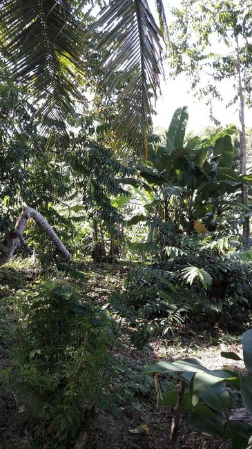 Chi come me madagascar ?? - 6