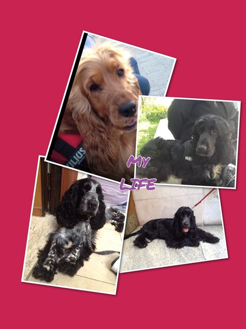 Too cute: i vostri amici animali - 1