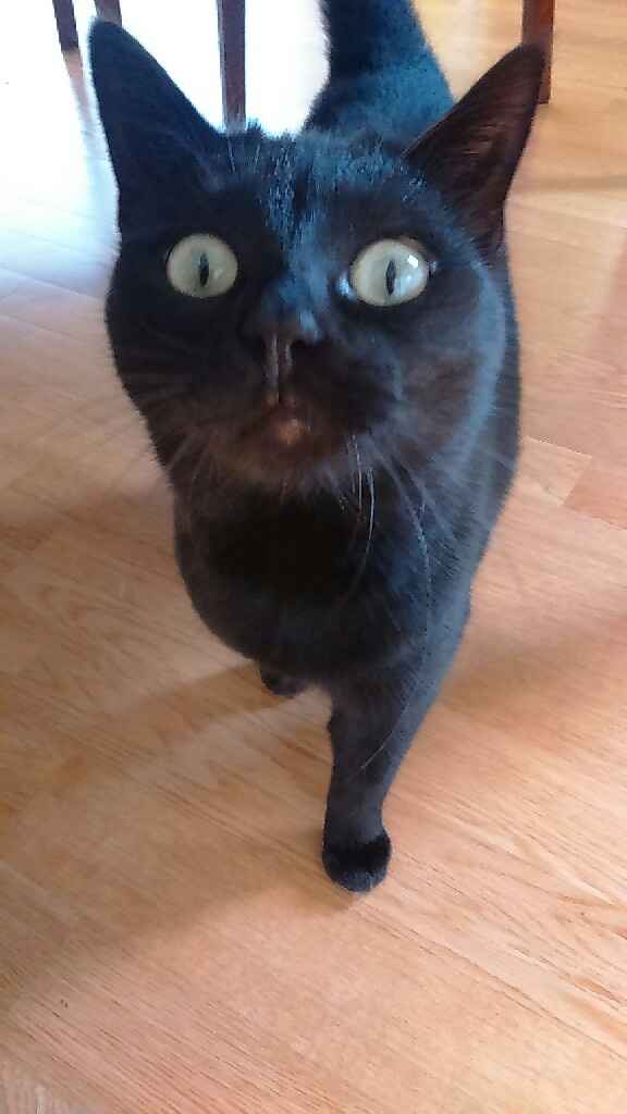 Amanti degli animali - 1