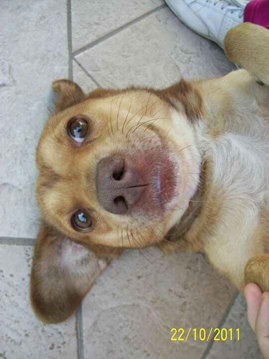 Amanti degli animali - 2