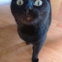 Amanti degli animali - 1