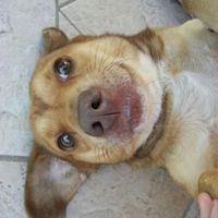 Amanti degli animali - 2