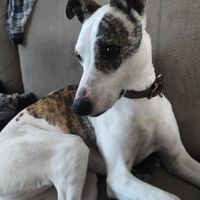 Notte prima delle nozze - 2