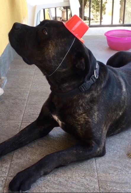 i miei super elegantissimi cagnoni! - 1