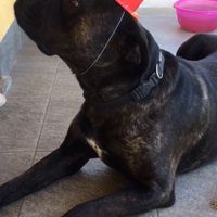 i miei super elegantissimi cagnoni! - 1