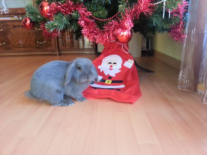 Oggi vi presento i nostri "mimmi" :) - 1