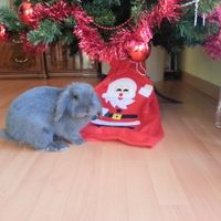 Oggi vi presento i nostri "mimmi" :) - 1