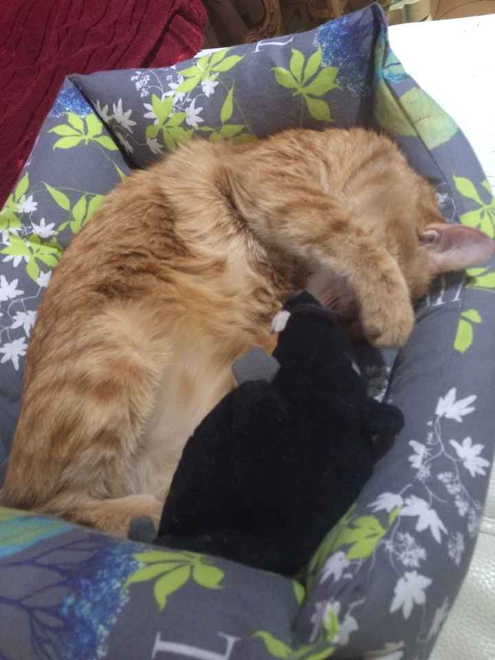 Come fare se.... - 1