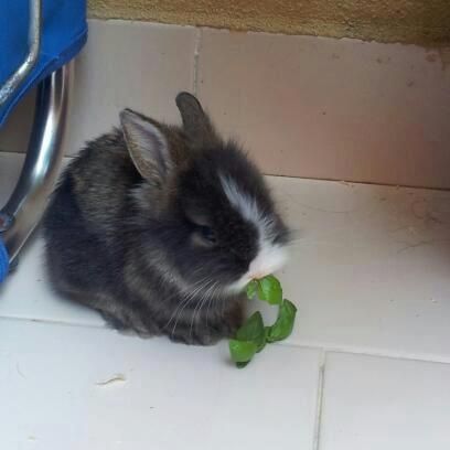 patato 