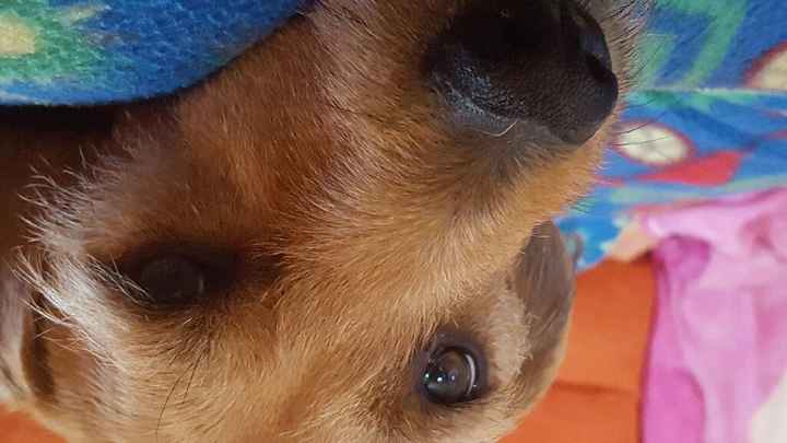 Consiglio cucciolo - 1