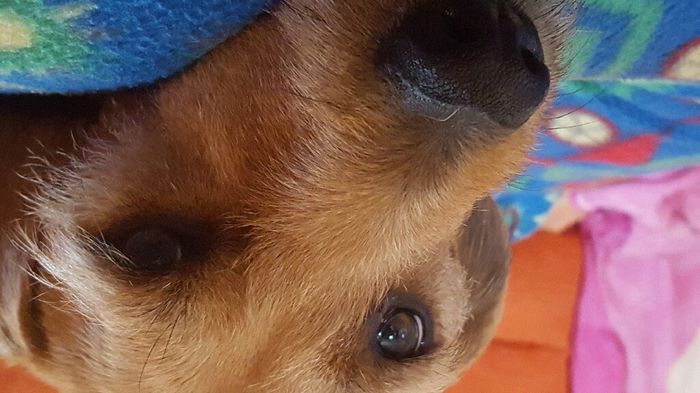 Consiglio cucciolo - 1