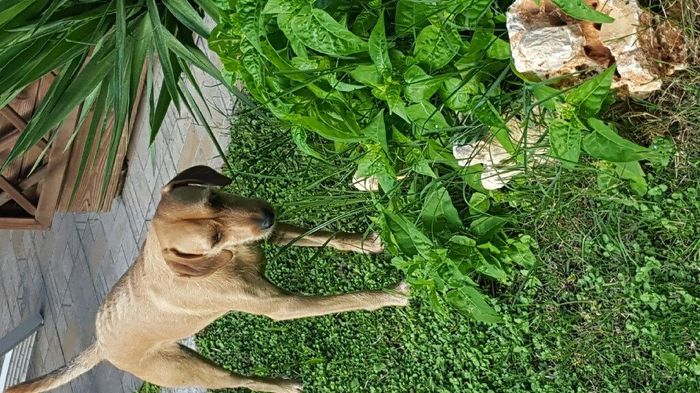 Consiglio cucciolo - 1