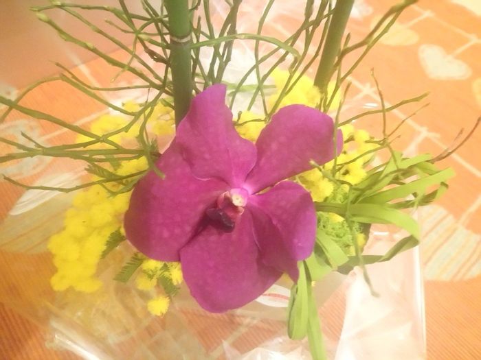 Mostratemi le Mimose! - 2