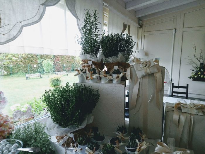 Piantine grasse o no? 6