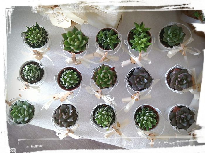 Bomboniere piantine 3