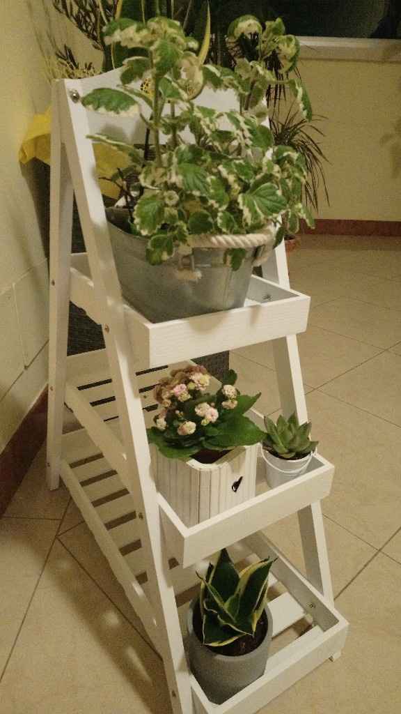 Piantine grasse o no? - 3