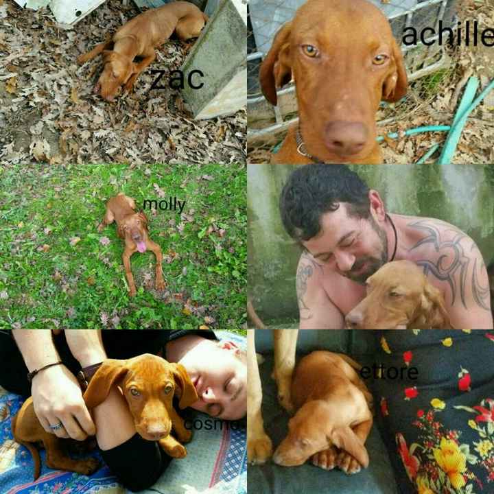 I nostri amici animali - 1