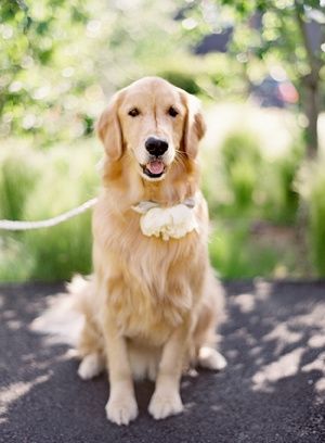 golden retriever
