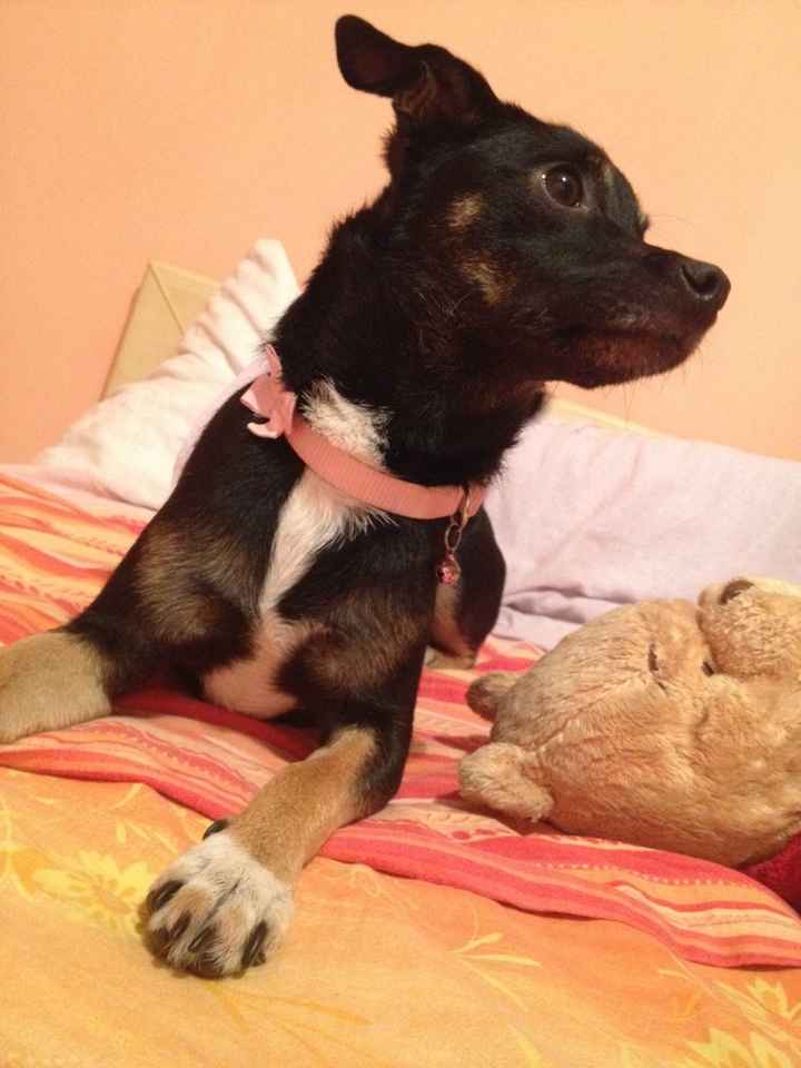 I nostri animaletti pelosi. - 1