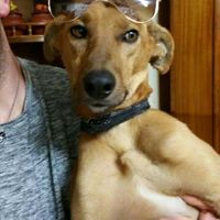 Compagno a 4 zampe? - 1