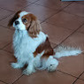 Foscardi