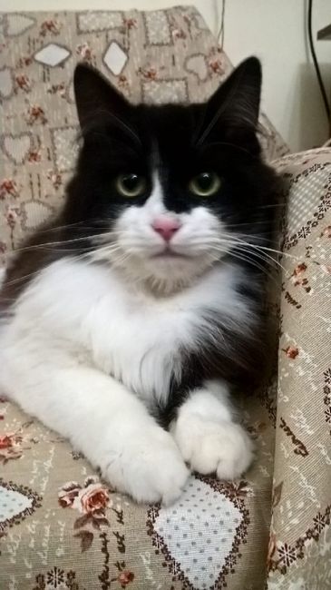 Convivenze pelose!🐶🐱🐹🐰 - 1