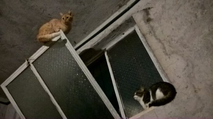 Convivenze pelose!🐶🐱🐹🐰 - 2