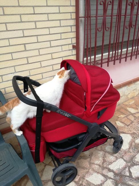 Convivenze pelose!🐶🐱🐹🐰 - 4