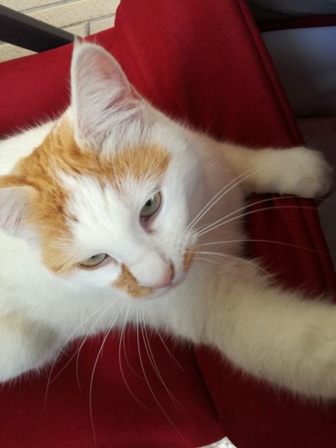 Convivenze pelose!🐶🐱🐹🐰 - 5