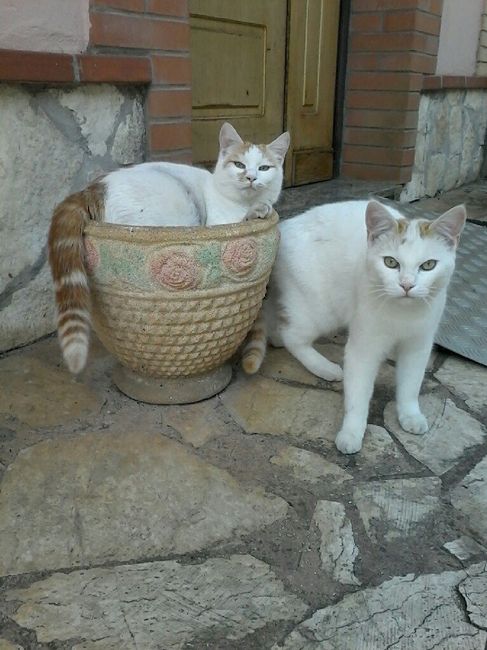  Matrimoni e animali! - 2