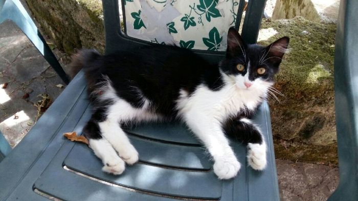  Matrimoni e animali! - 3