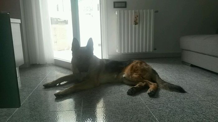 Animali domestici - 1