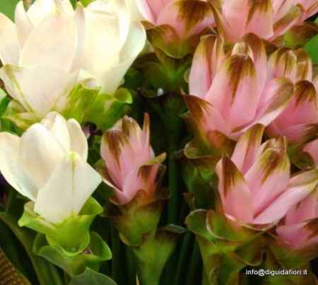 curcuma fiore estivo