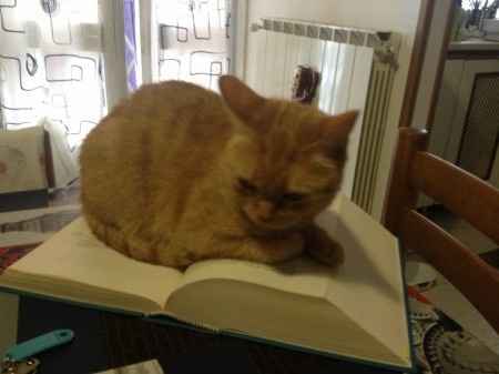 Amici a 4 zampe... in casa si o no? - 1