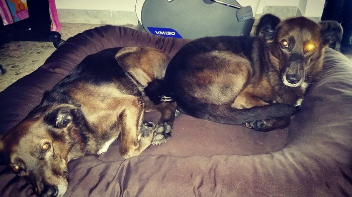 I nostri amici a 4 zampe - 1