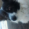 Misia