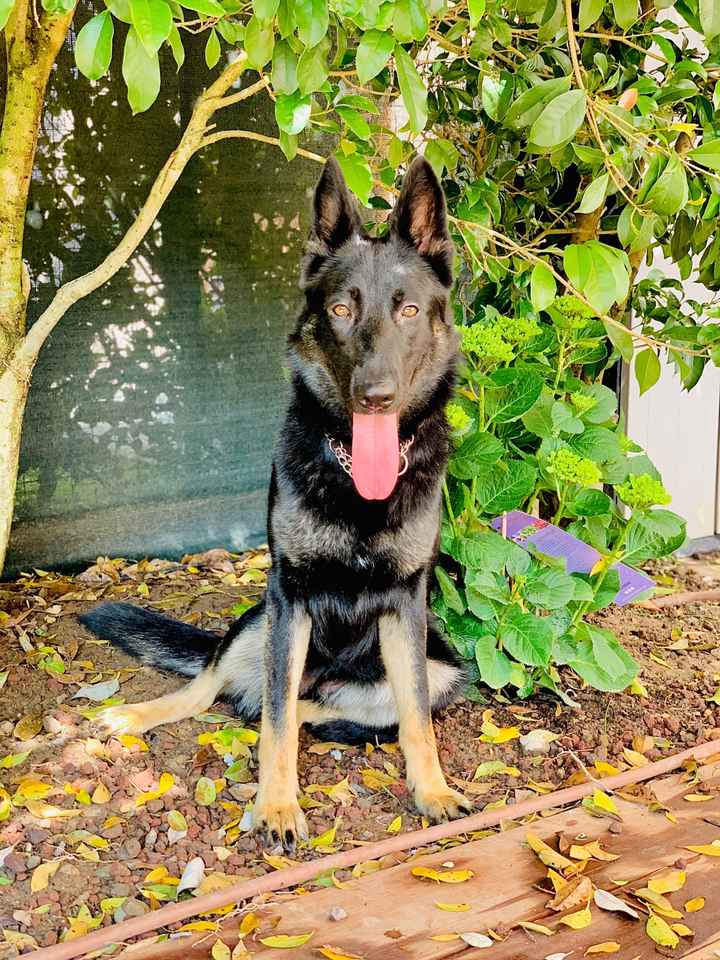 Giornata del cane - 1