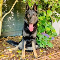 Giornata del cane - 1