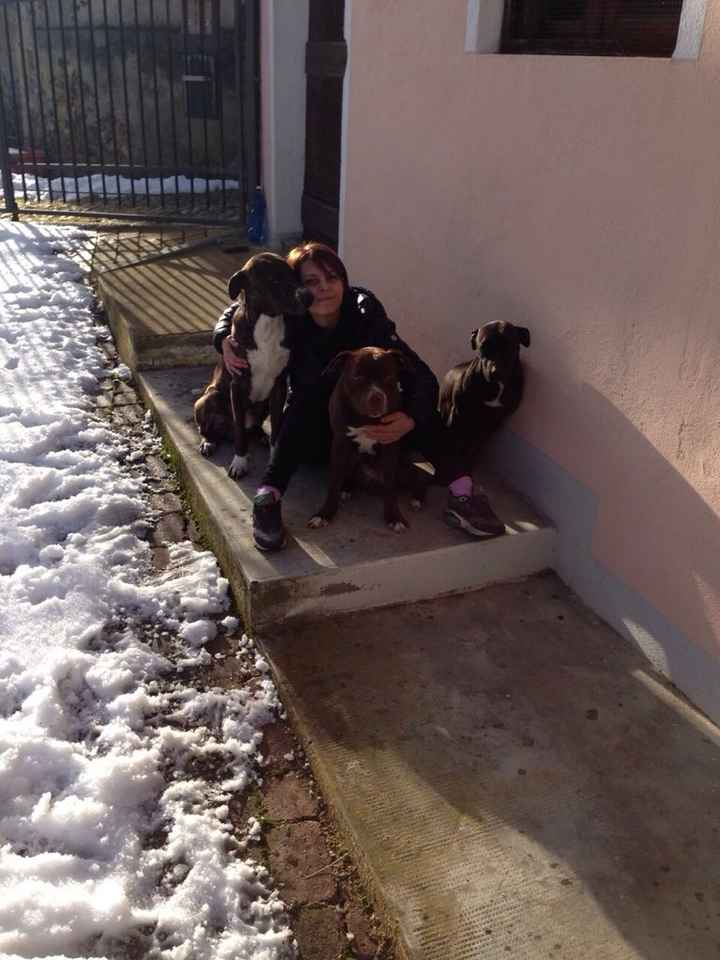 I nostri amici animali.. - 1