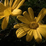 Alessia