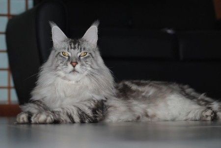 Too cute: i vostri amici animali - 1