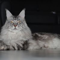 Too cute: i vostri amici animali - 1