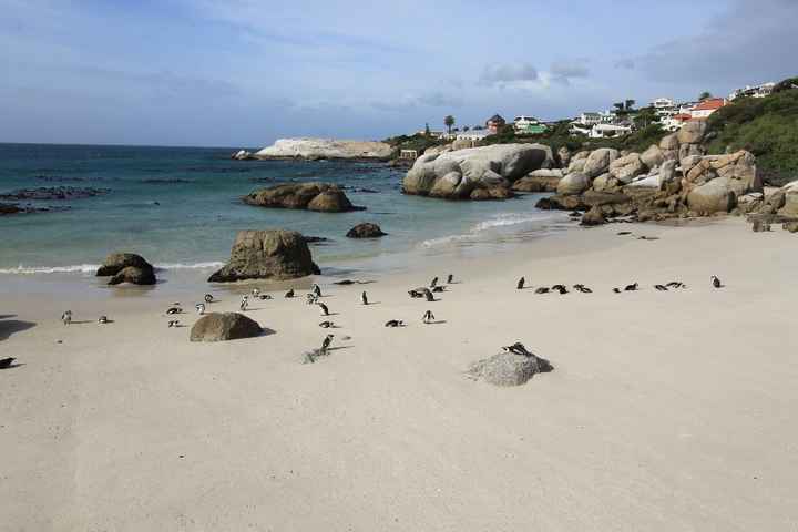 Spiaggia dei pinguini