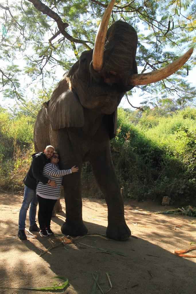 Elephant whisper's