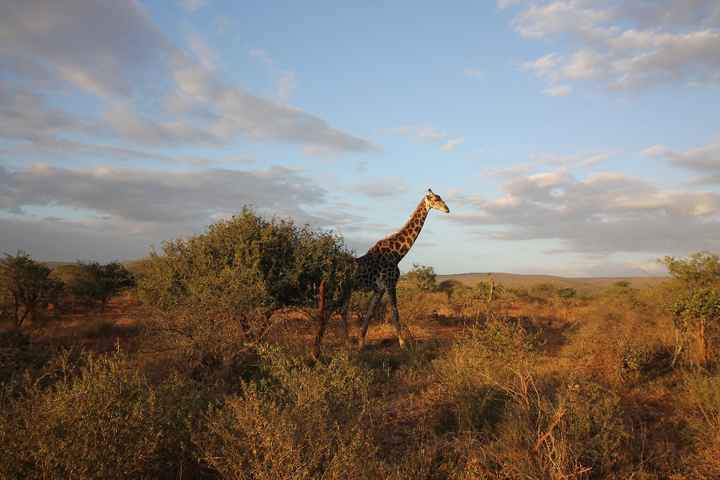 Giraffa