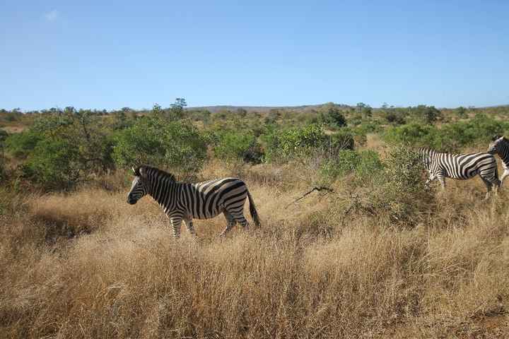Zebra