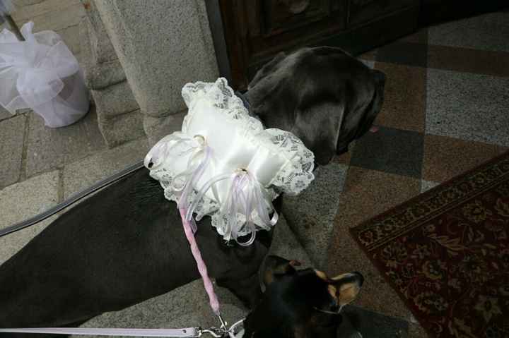 Cagnolino che porta le fedi - 1