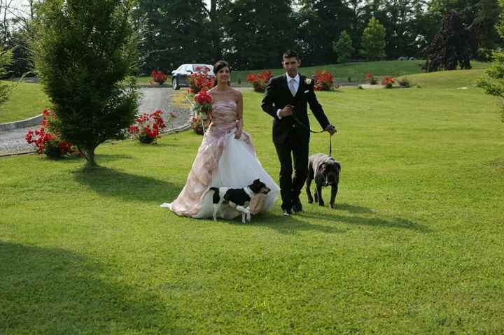 Cagnolino che porta le fedi - 3