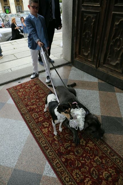 Cagnolino che porta le fedi - 2