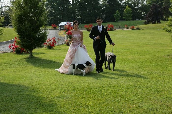Cagnolino che porta le fedi - 3